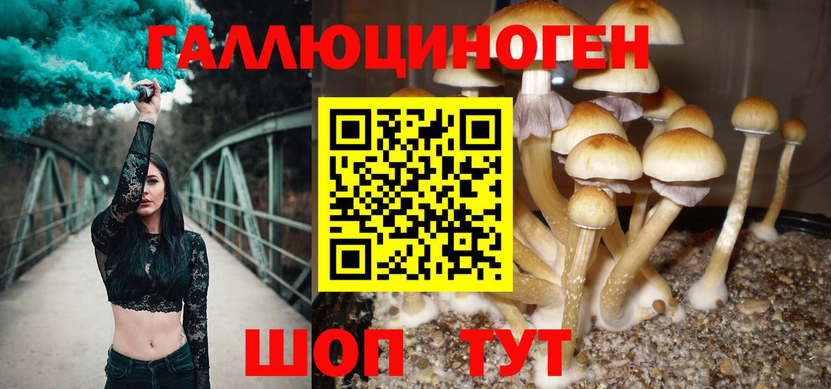 Вышний Волочёк  Галлюциногенные грибы Cubensis  Псилоцибиновые грибы MAGIC MUSHROOMS  Вход с VPN 